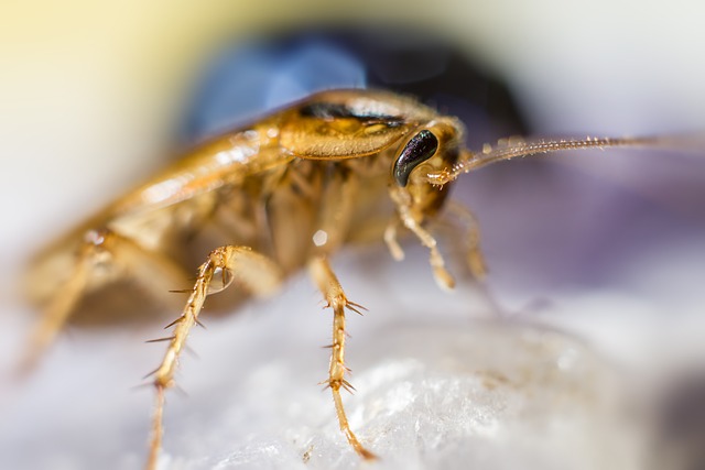 Macro image of a German cockroach on a rock