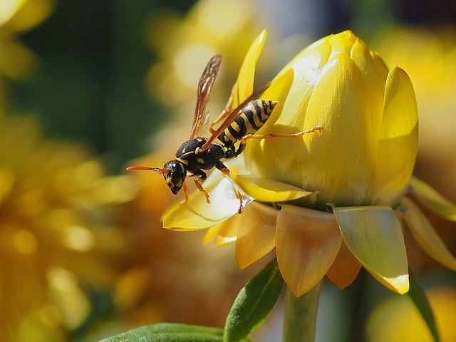 Yellow jacket wasp on a yellow tulip