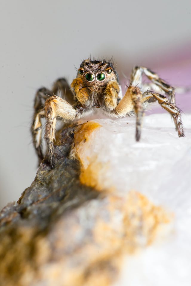 A jumping spider on a rock, one of the common spiders in North Carolina