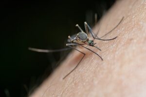 Mosquito biting a person's arm