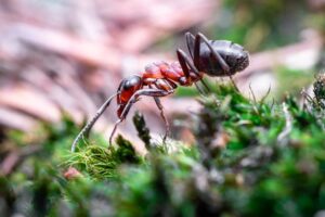 Brown and black ant walking through green grass