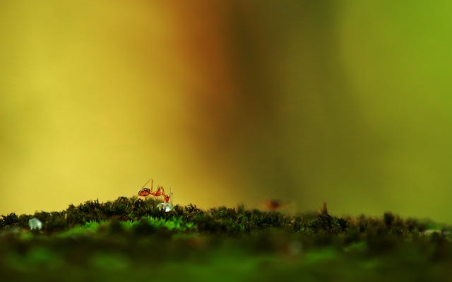 Small ant crawling across grass
