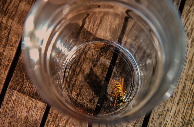 Yellow jacket caught in a glass jar