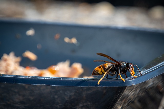 Wasp on a black food container