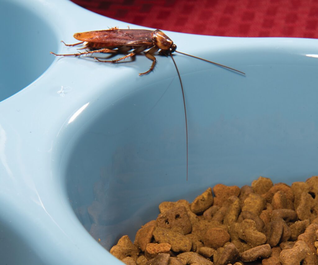 american cockroach found in dog's food bowl