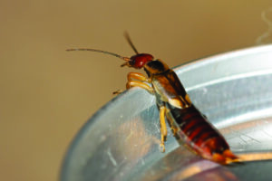 earwig