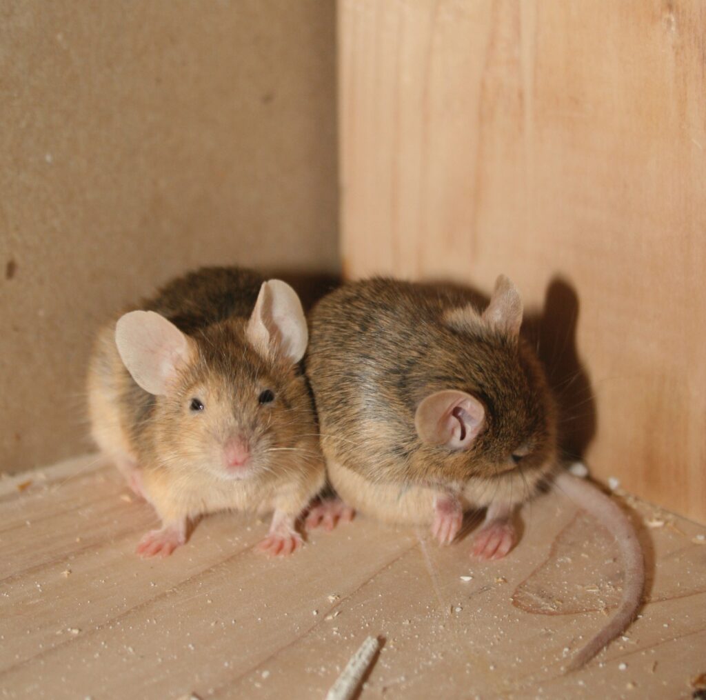 What Happens to Mice After Baiting? Innovative Pest