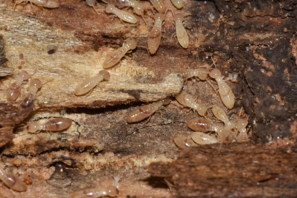 termites