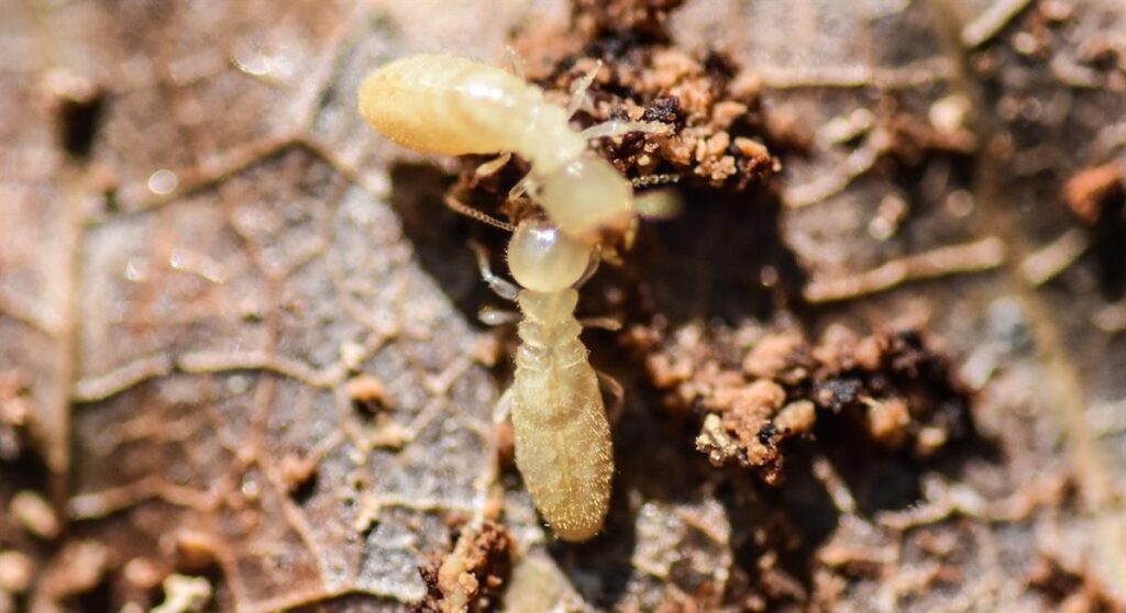 subterranean worker termites