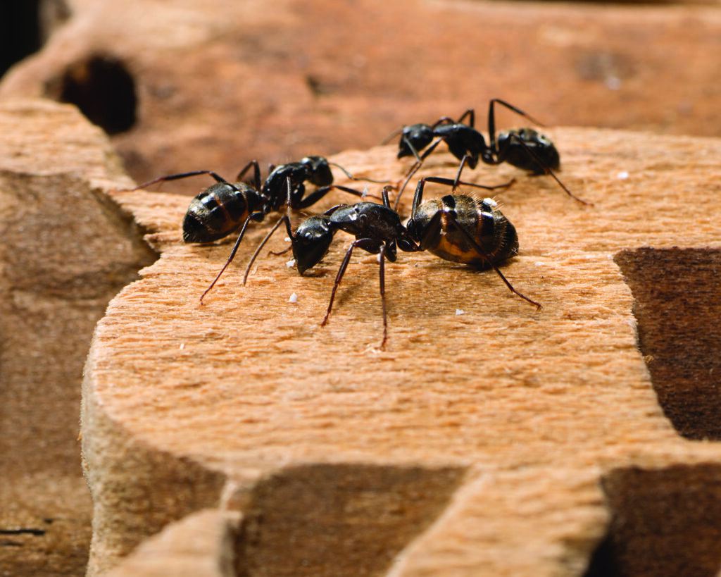 carpenter ants