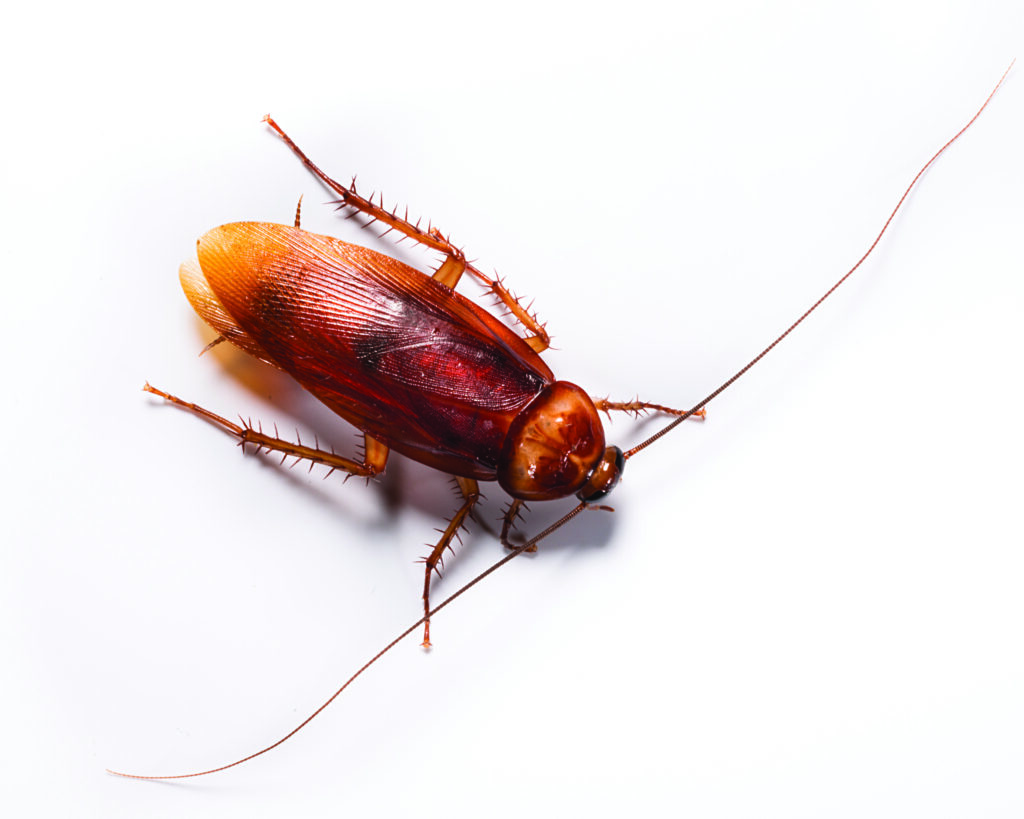 american cockroach