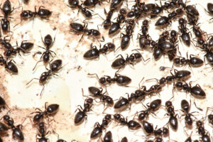 ants- a common raleigh pest