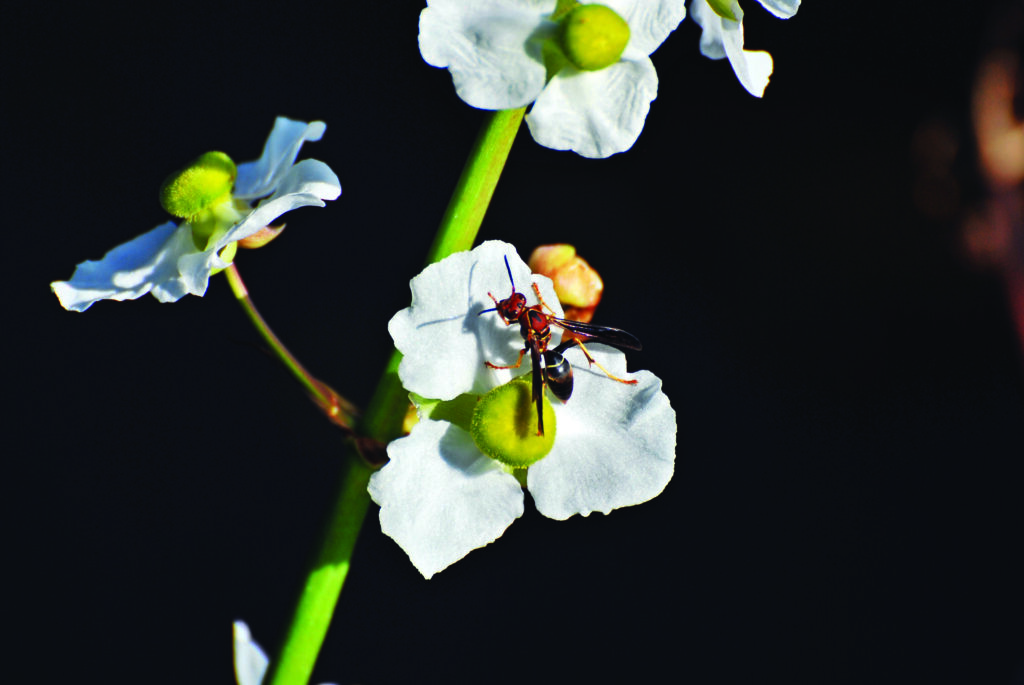 wasp on a flower