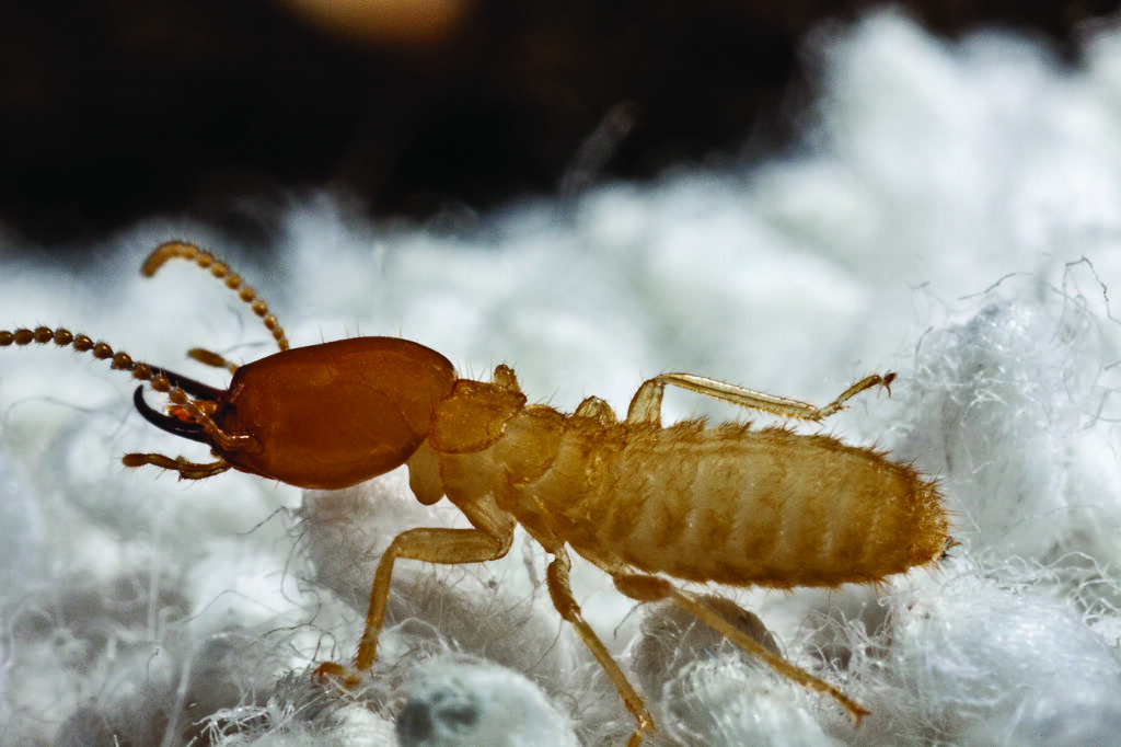 Formosan termite