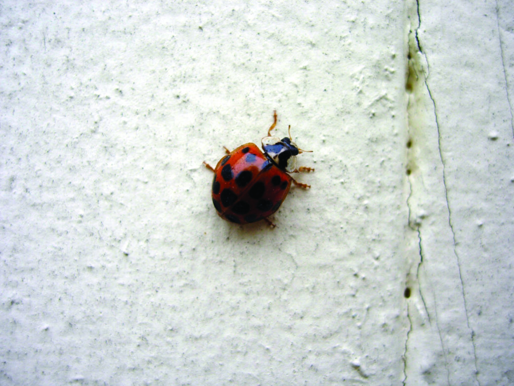 ladybug- a common Raleigh pest