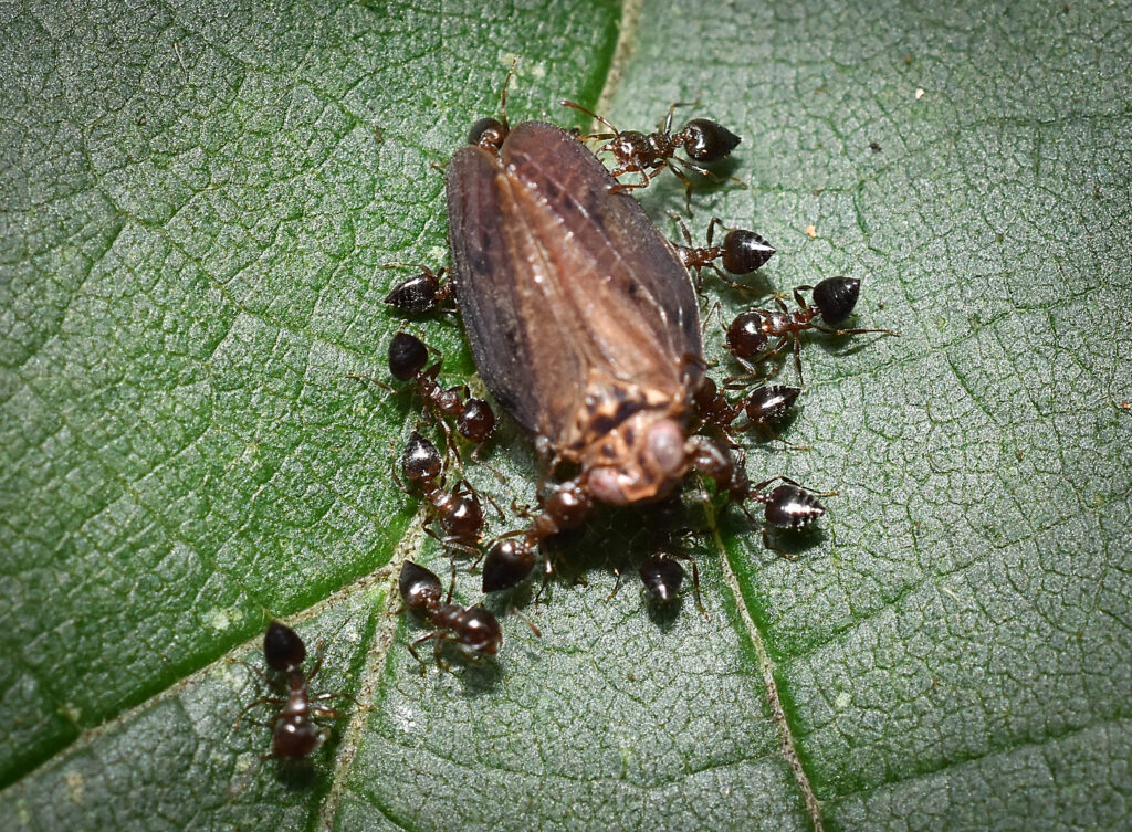 acrobat ants: common among raleigh pests