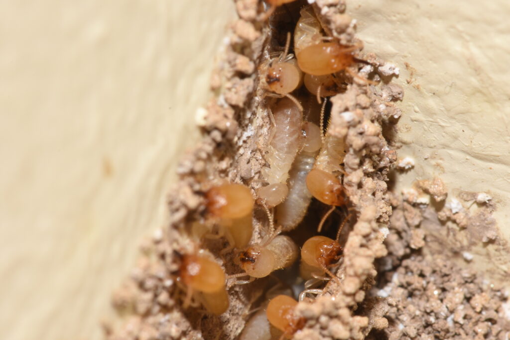 termites- a common raleigh pest