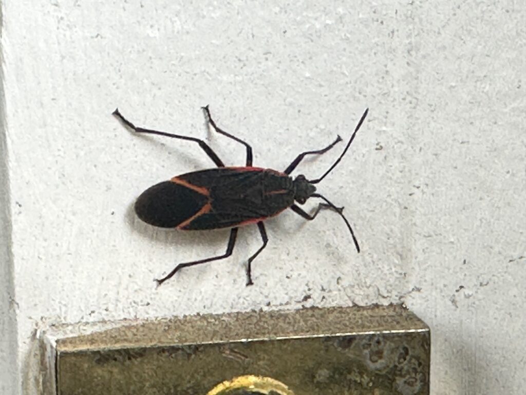 boxelder bug on wall
