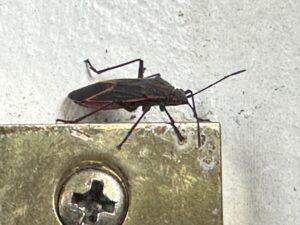 boxelder bugs