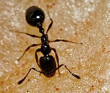 little black ant