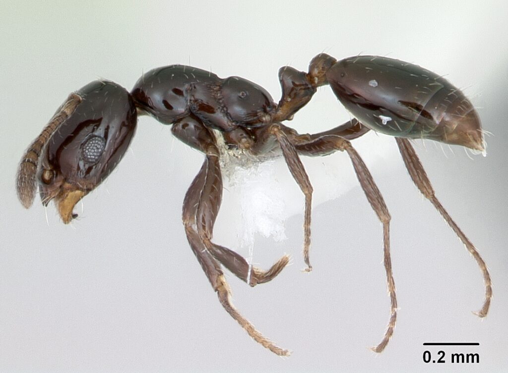 Little black ant