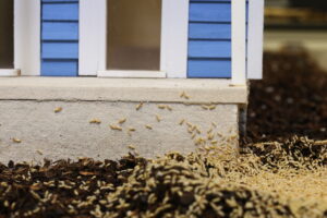termites; shows why termite contracts are necessary
