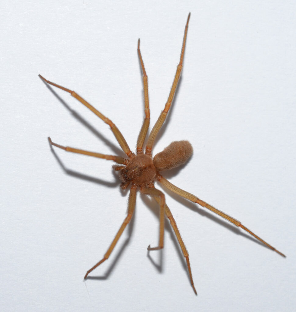 brown recluse spider