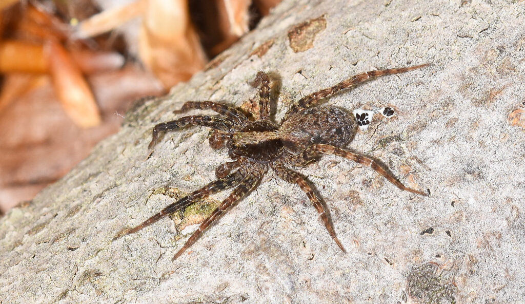 wolf spider