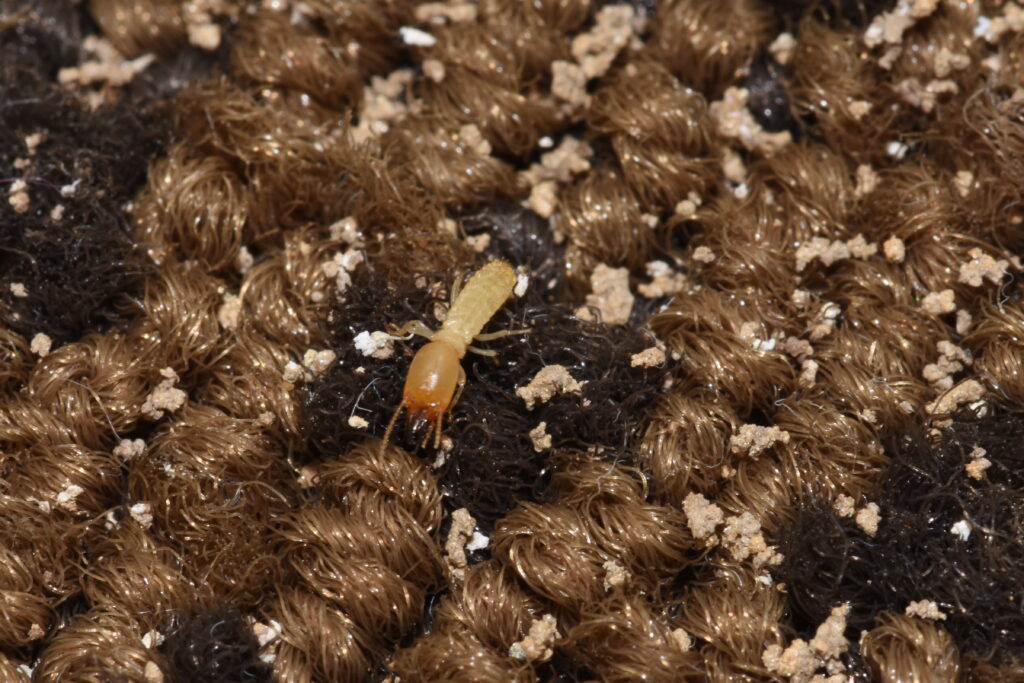termite pictured on a rug