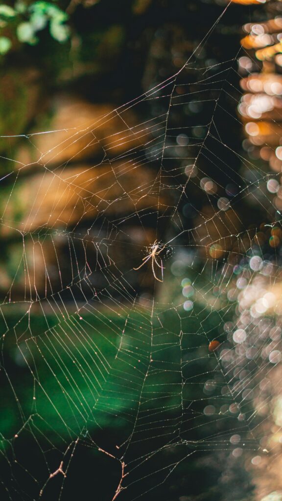 spider on web