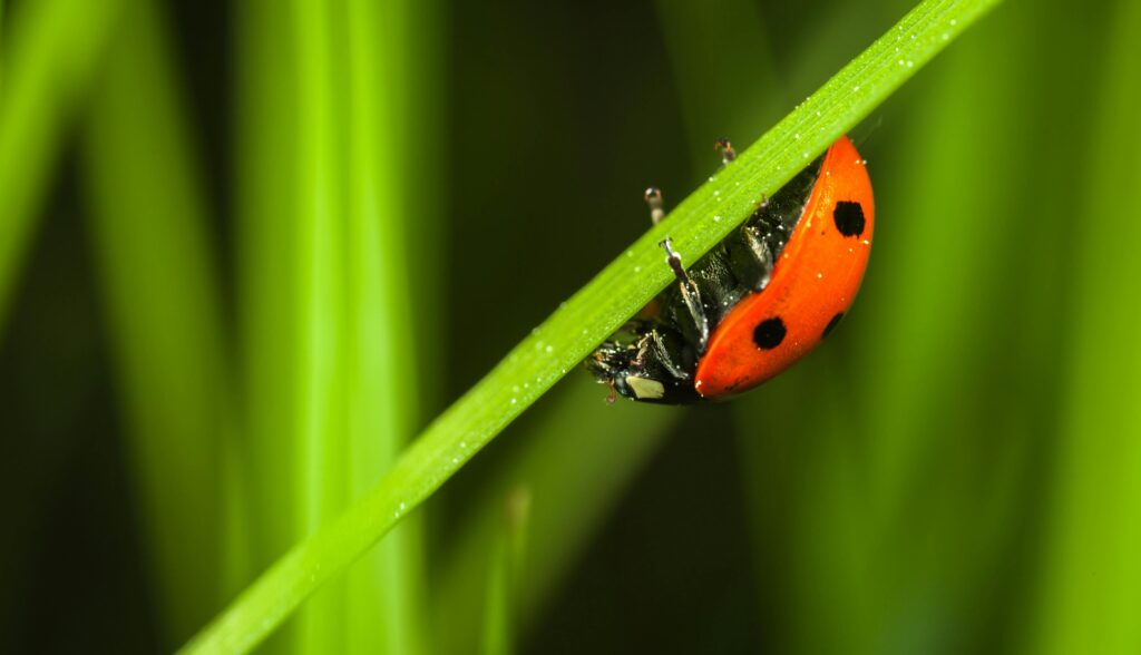ladybugs are a seasonal pest: this one is pictured on a stalk of grass