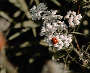 ladybugs are seasonal pest: this one is pictured on a group of flowers