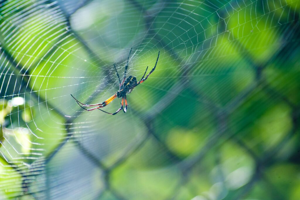 spider on web