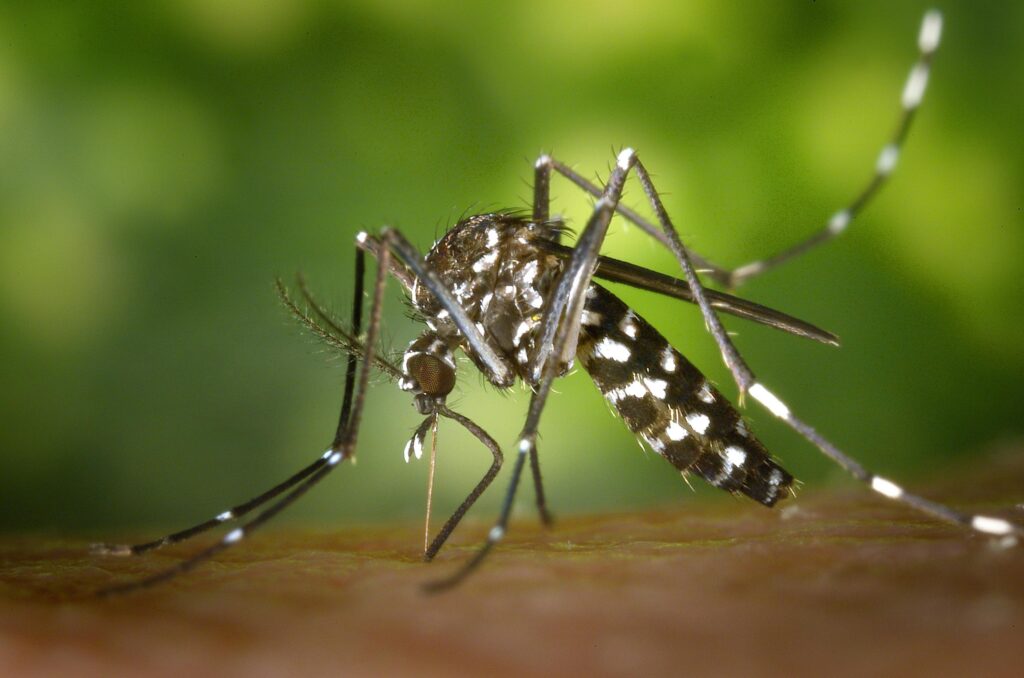 mosquitos- a seasonal pest that come out in spring and summer