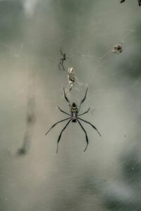 spiders on web
