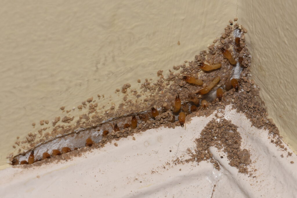 march is termite awareness month- this picture shows termites crawling around the baseboard of a home