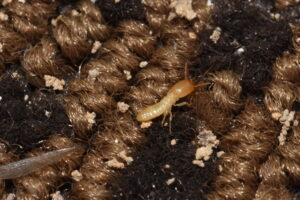 march is termite awareness month- termite on rug