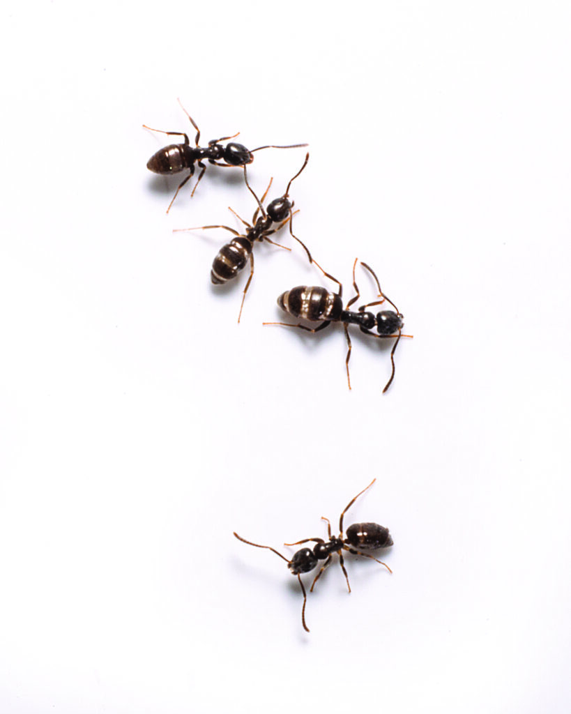 odorous house ants