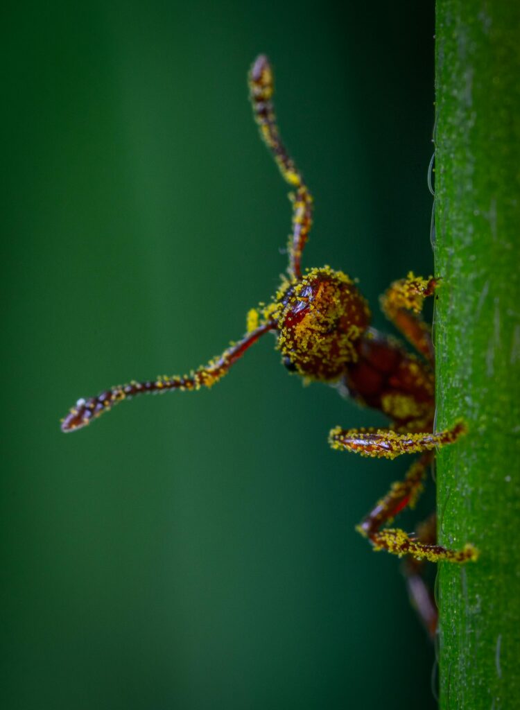 ant covered in pollen