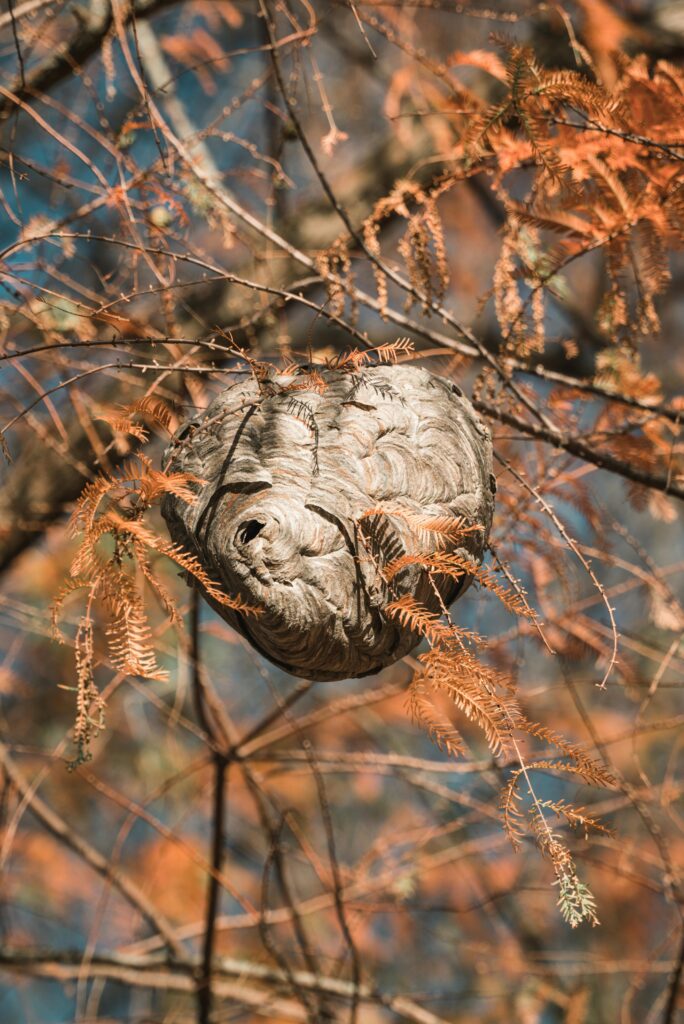 wasp nest pictured in trees