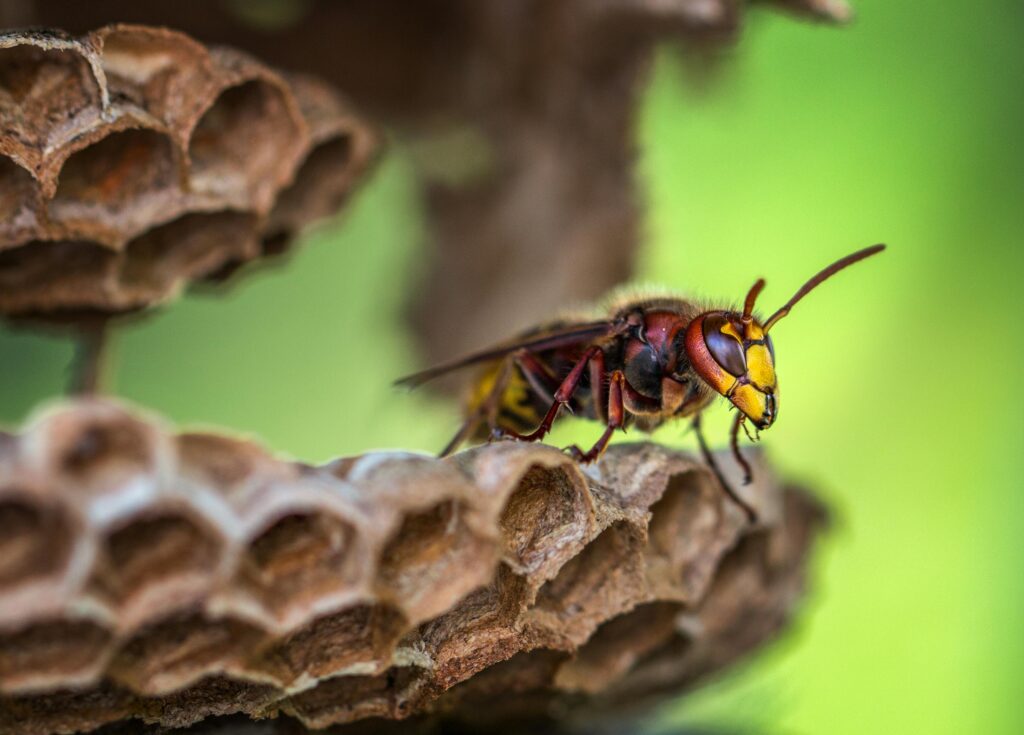 wasp