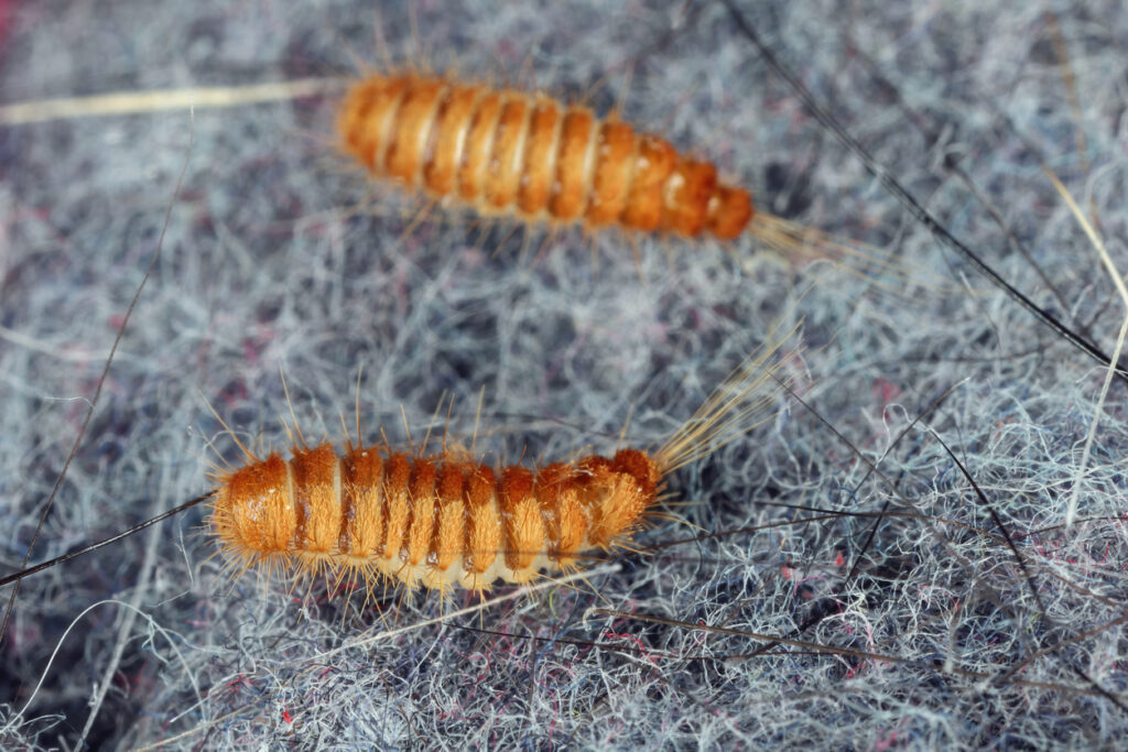 larvae carpet beetles