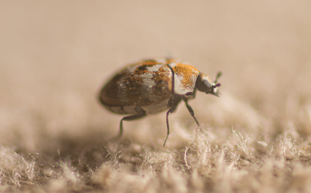 adult carpet beetle
