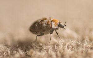 adult carpet beetle