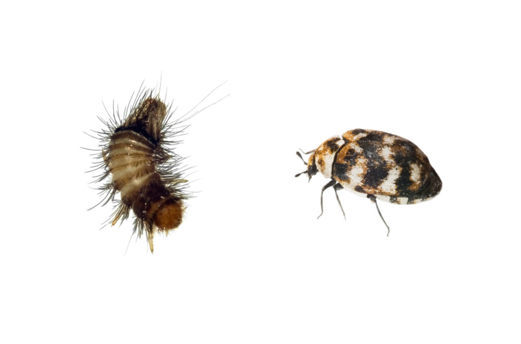 carpet beetle pictured in the larvae stage (left) and the adult stage (right)