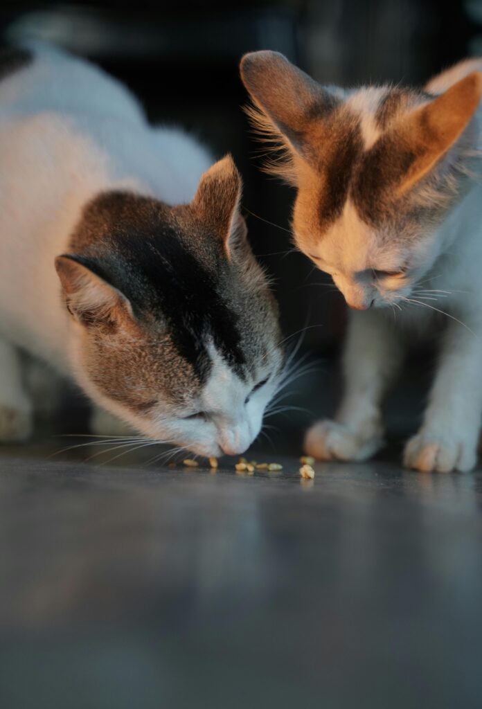 cats eating