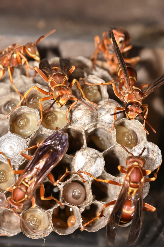 Paper Wasp and Paper Wasp Nest Stinging Insects in Raleigh