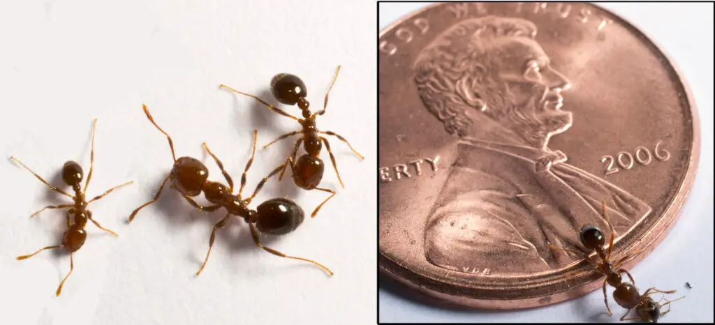 Fire Ants in Raleigh home next to penny for size