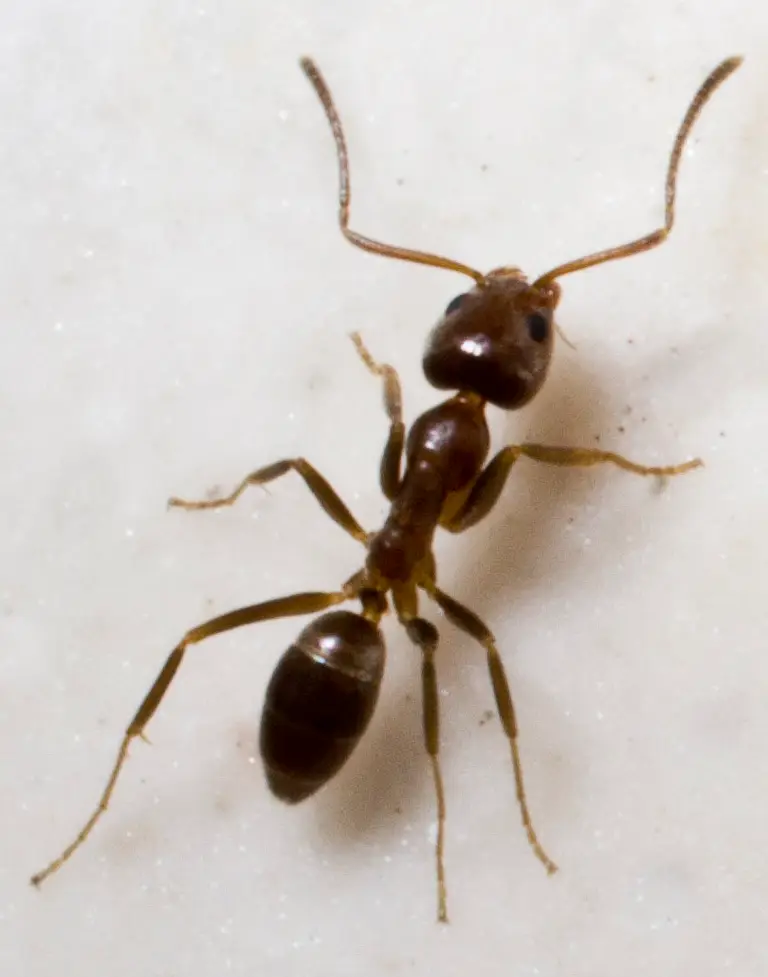 Argentine Ant in Raleigh Home