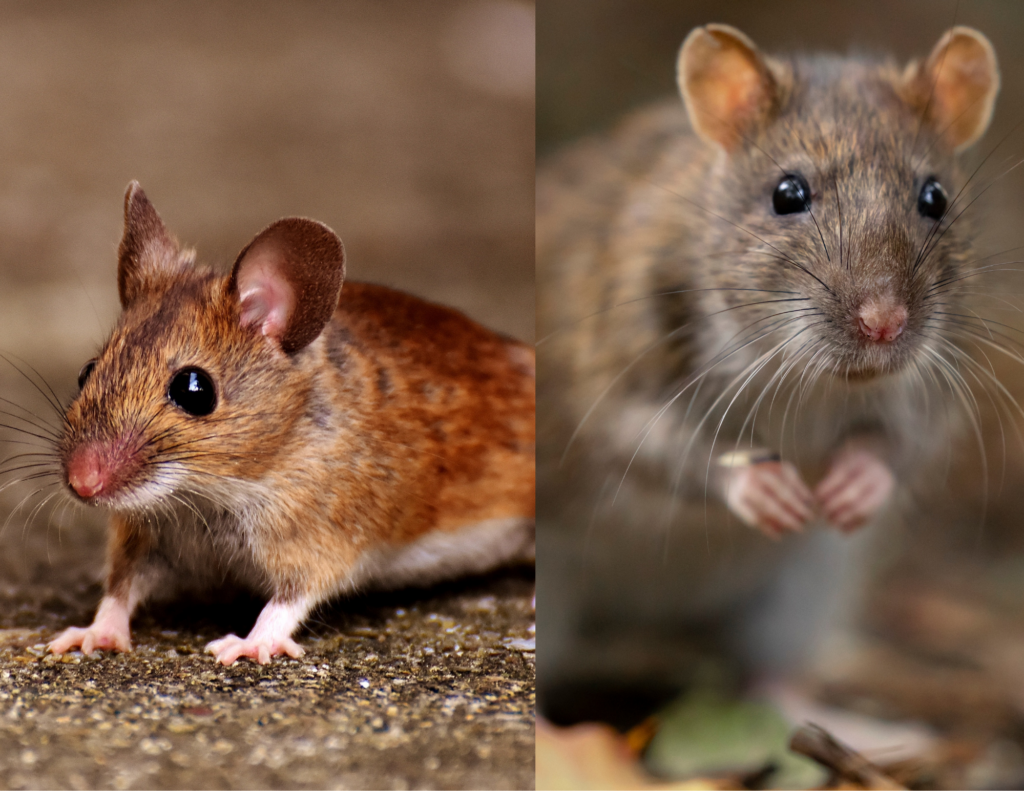 mice and rats indoors